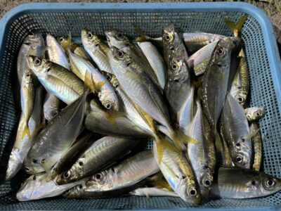 <p>シャイな肝やん様　旧赤灯　15時〜19時　サビキ釣り(竿下) 　中アジ多数🎣</p>