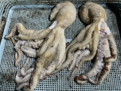 <p>匿名様　沖の北　タコエギ　マダコ2杯🐙</p>