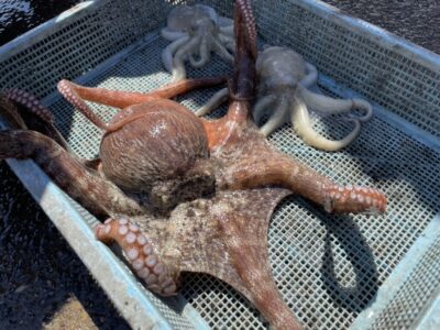 <p>㊈中村様　沖の北　タコエギ  マダコ1.11キロまで3杯🐙</p>