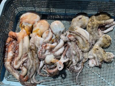 <p>高野の釣り日記の弟子④のまゆげ様　沖の北　イカエギ改　マダコ8杯+リリース2杯🐙</p>