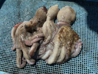 <p>タコハル様　旧赤灯　タコエギ　マダコ3杯🐙</p>
