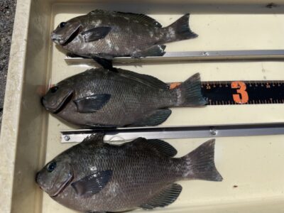 <p>いそやんの弟子(非公認) 吉岡様　旧赤灯　ふかせ釣り　グレ26cmまで3枚🎣</p>