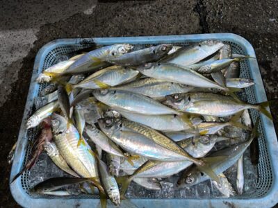 <p>マダム島田様　旧赤灯　サビキ釣り(竿下)  豆アジ〜中アジ24cmまで🎣今日は豆アジ・小鯖が沸いてしまい中アジの数が伸び悩みました💦</p>