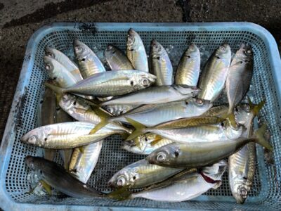 <p>レジェンド山本氏　旧一文字赤灯　サビキ釣り(竿下)   中アジ23cmまで🎣本日は沖の北・旧赤灯ともに豆アジと小サバが多く中アジを釣るのに皆さん苦戦の様子でした！旧赤灯の方が沖の北に比べて平均サイズが良かった連休の釣果となりました！</p>