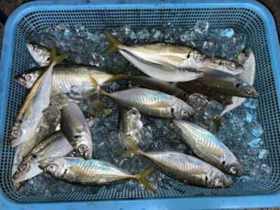 <p>北野様　沖の北　サビキ釣り(竿下)   小アジ〜中アジ23cmまで🎣沖の北も豆アジに小サバが多く中アジを掛けるのに苦戦💦</p>