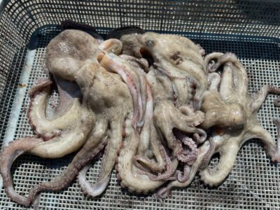 <p>山内様　旧カーブ　タコエギ　マダコ720gまで🐙</p>