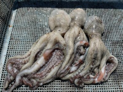 <p>高野の釣り日記の弟子③  沖の北　イカエギ改　マダコ3杯🐙</p>