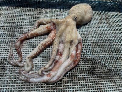 <p>匿名のH様　沖の北　イカエギ改　マダコ🐙</p>
