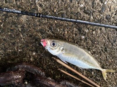 <p>釣れない猫　沖の北　ライトゲームでアジ🎣他ガシラも釣れてました！！</p>