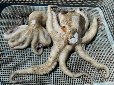 <p>カミカワ様　沖の北　タコエギ　マダコ2杯🐙</p>
