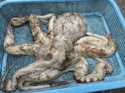 <p>河内の釣りバカ1号様　旧一文字赤灯　蛸電　2.2キロの大蛸GET🐙</p>