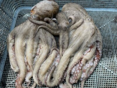 <p>辻様　旧一文字白灯　タコエギ　マダコ3杯🐙</p>