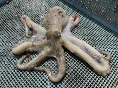 <p>匿名様　旧一文字赤灯　タコエギ　マダコ🐙リリースサイズが多かったとの事です！</p>