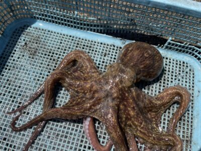<p>十三店様　旧一文字カーブ〜白灯　タコエギ　マダコ🐙</p>