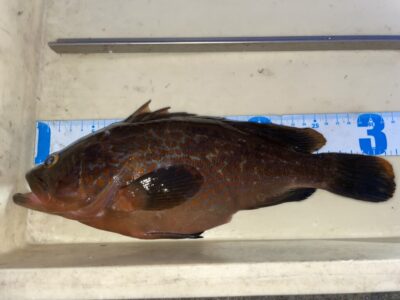 <p>レジェンド山本氏　旧一文字赤灯　アコウ32cm🎣サビキに掛かったアジに喰ってきたそうです♪</p>