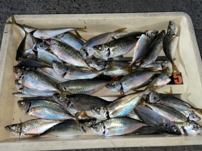 <p>小谷夫婦  様　旧一文字赤灯　サビキ釣り　アジ23cmまで多数🎣13時〜19時までの釣果♪豆アジ・小サバが多く中アジを釣るのに苦戦の様子でした💦</p>