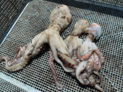 <p>白江様　沖の北　タコエギ　マダコ3杯🐙</p>