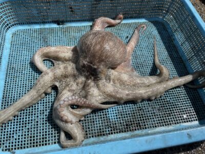 <p>㊈中村様　沖の北　タコエギ　マダコ1.1キロ🐙</p>