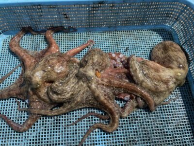 <p>亀本様　中波止3番　タコエギ　マダコ3杯🐙</p>