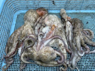 <p>合田様　旧一文字3番〜カーブ　タコエギ　マダコ6杯🐙</p>