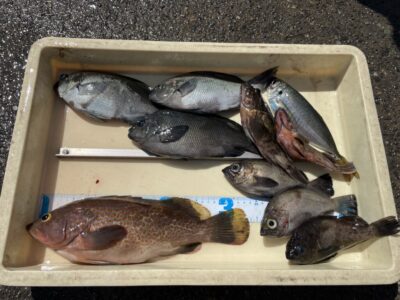 <p>川原様　沖の北　エビ撒き　アコウ33cm・グレ・ガシラ・メバル・アジ🎣</p>