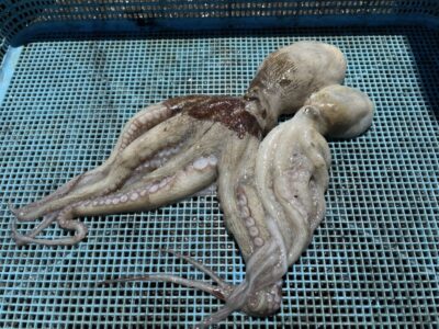 <p>晃人君　沖の北　タコエギ　マダコ2杯🐙</p>