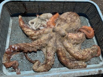 <p>まつきち様　沖の北　タコエギ　マダコ1.6キロまで2杯🐙大蛸おめでとうございます🎉</p>
