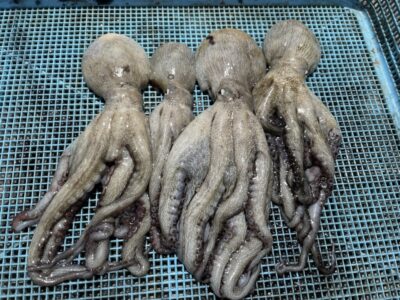 <p>三里様　旧一文字3番〜カーブ　タコエギ　マダコ4杯🐙</p>