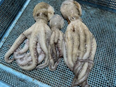 <p>前田様　沖の北　タコエギ　マダコ3杯🐙タモ入れで良型のタコをバラされたそうで悔しそうな様子でした😭リベンジお待ちしてます♪</p>
