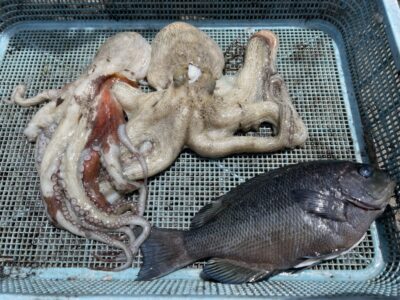<p>匿名様　旧一文字赤灯　タコエギでマダコ2杯🐙グレはふかせ釣りでGET🎣</p>