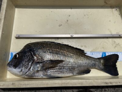 <p>匿名様　旧一文字赤灯　ふかせ釣り　チヌ46.5cm🎣</p>