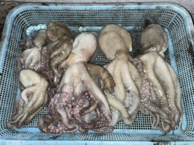<p>橋本様　沖の北　タコエギ　マダコ680gまで6杯🐙タコジグサイズの新子タコはリリースされたそうで、夕方の方が良かったとの事でした♪♪</p>