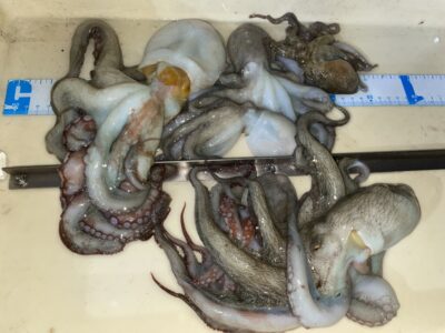 <p>白田様　旧一文字白灯・沖の北　イカエギ改　マダコ6杯🐙</p>