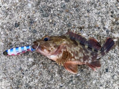 <p>釣れない猫様　沖の北　マキマキサワラスピン2   でガシラ🎣</p>