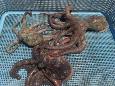 <p>向井様　旧一文字赤灯　タコエギ　マダコ3杯🐙</p>