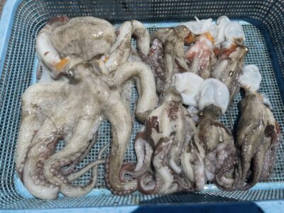<p>中元様　沖の北　タコエギ　マダコ7杯🐙</p>