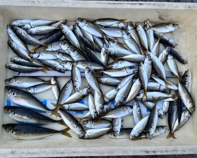 <p>マダム島田様　沖の北　サビキ釣り　小サバの猛攻に遭いながらも子アジ🎣　中アジは何処へ🐟…</p>