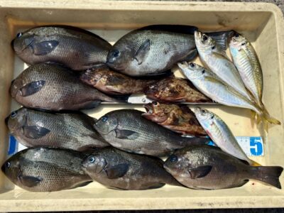 <p>川原様　沖の北　エビ撒き釣りでグレ・アジ・ガシラ🎣</p>