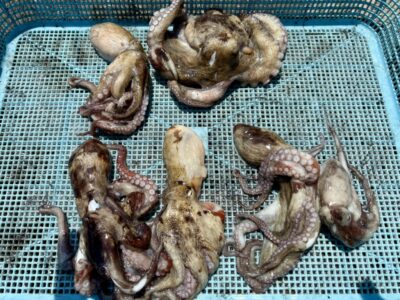 <p>ヒグチ様　旧一文字カーブで6杯🐙</p>