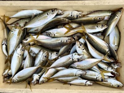 <p>レジェンド山本　沖の北　 サビキ釣りで最大24cm迄の良型アジ大漁🎣　15:00〜19:00まで🐟釣れ続けたそうです</p>