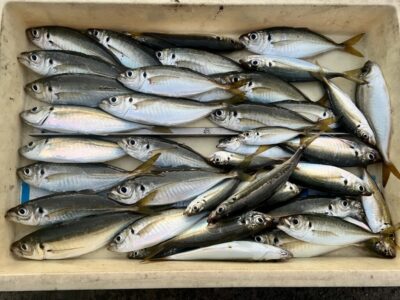 <p>キモやん様　沖の北　サビキ釣り　15:00〜19:00渡船 前半なかなか良型アジ釣れず…お隣り釣座のレジェンド山本から頂いたウィリーサビキ8号装着後〜良型アジ連発🎣　明日も似た様な潮汐なので1日通して良型アジ釣れるかもです⁉️</p>