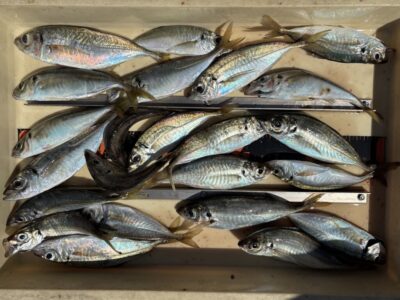 <p>藤本様　沖の北　サビキ釣りで良型アジ🎣</p>