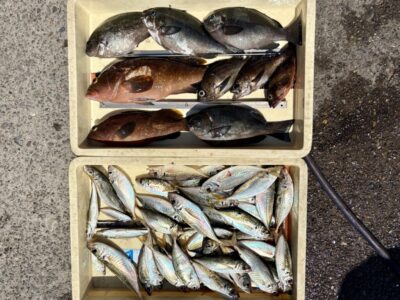 <p>酒井様　沖の北　エビ撒き釣りでアコウ38cm&グレ🎣　サビキ釣りで良型アジ🎣</p>