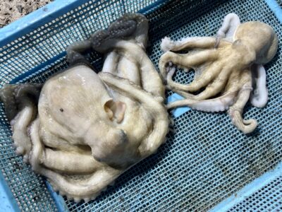 <p>麦わらの七味様　旧一文字③付近　タコエギでタコ2杯🐙</p>