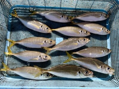 <p>レジェンド山本　沖の北　15:00〜19:00便　サビキ釣り竿下　本日午後の釣行は🐟子サバ&子アジの猛攻に悩まされキープサイズ=アジ12尾🎣</p>