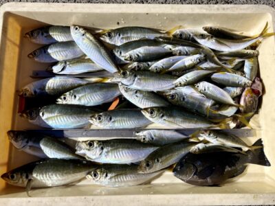 <p>マダム島田様　沖の北　13:00〜19:00便　サビキ釣り竿下　本日午後便　良型アジ竿頭の釣果🎣</p>