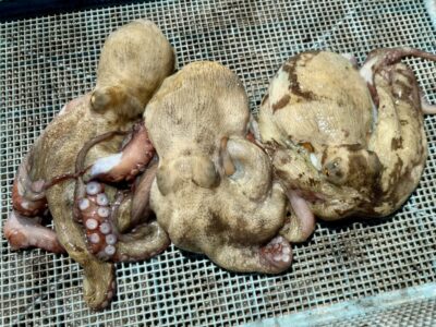 <p>潤一郎様　中波止② タコエギでタコ3杯🐙</p>