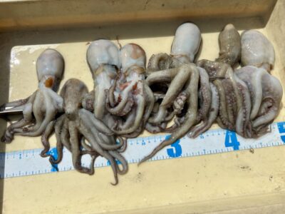 <p>タコムラ様　沖の北　タコエギでタコ7杯🐙</p>