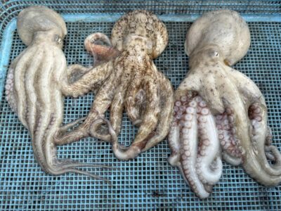 <p>釣れない猫様　沖の北　タコエギ(蛸電)でサクッとタコ3杯🐙</p>