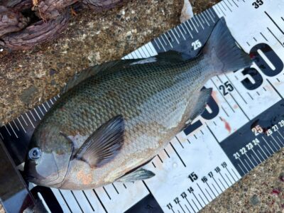 <p>川原干物店様　沖の北　エビ撒き釣り　6時前頃にグレ入れ喰い状態🎣　</p>